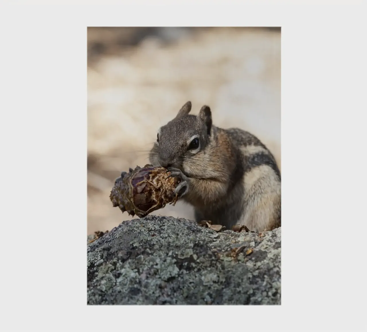 Squirrel notebook by Barbara Buderath Fotodesign