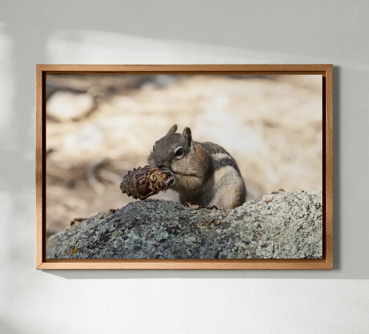 Squirrel alluminio dibond da Barbara Buderath Fotodesign