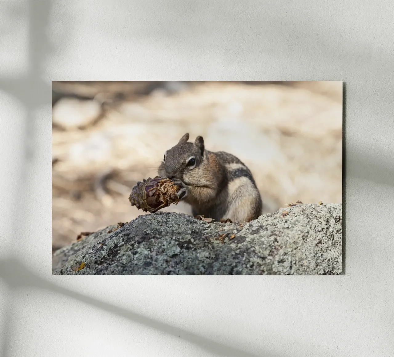 Squirrel alluminio dibond da Barbara Buderath Fotodesign