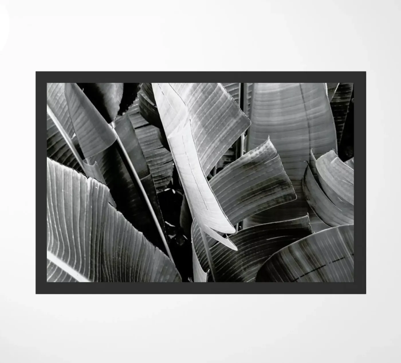 Palms zerbino da Victoria Frost