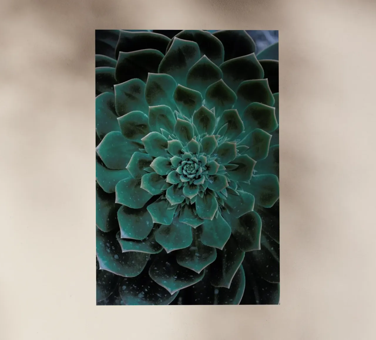 Succulent pellicola backlit da Victoria Frost