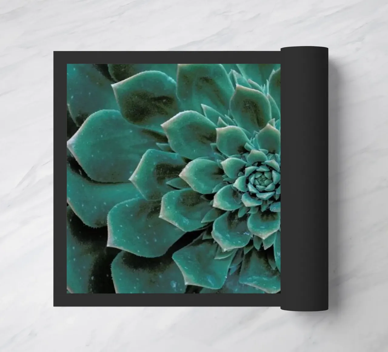 Succulent zerbino da Victoria Frost