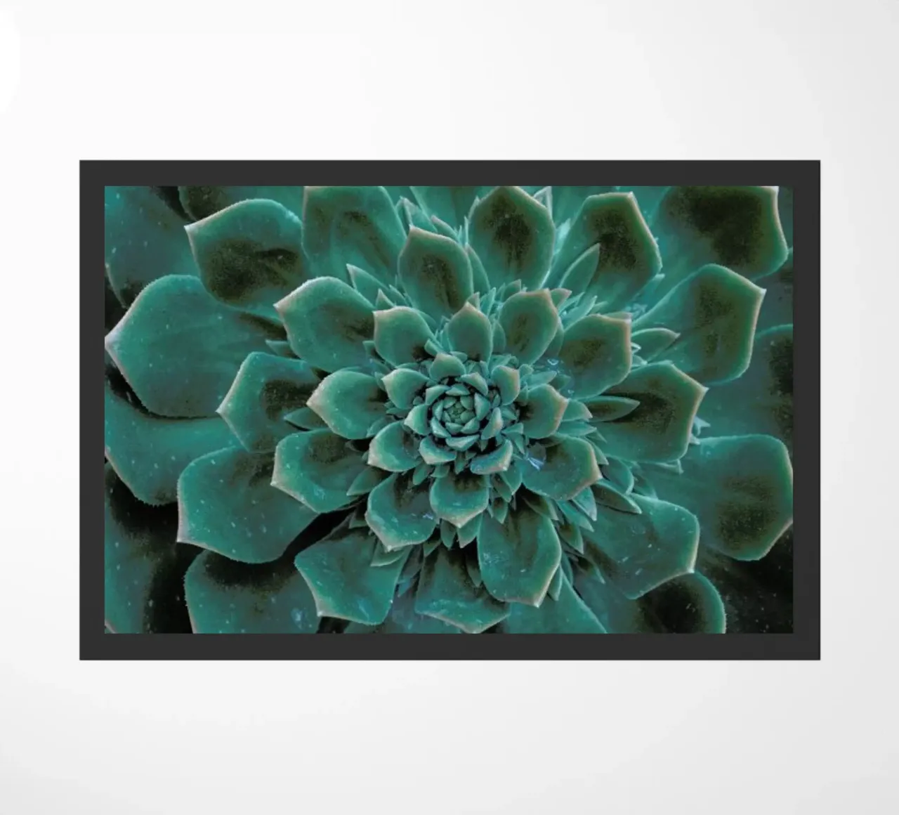 Succulent zerbino da Victoria Frost