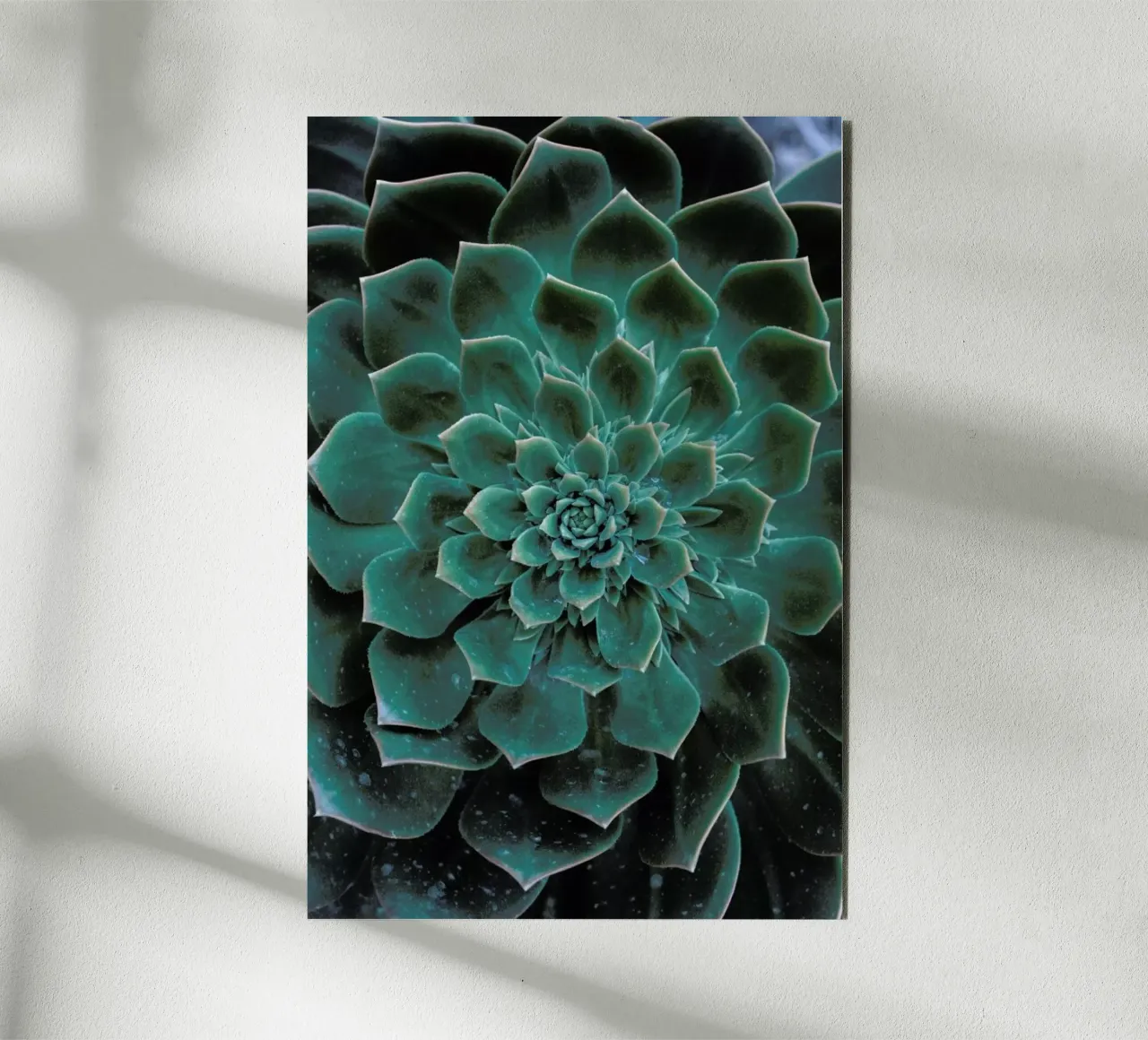 Succulent alluminio dibond da Victoria Frost