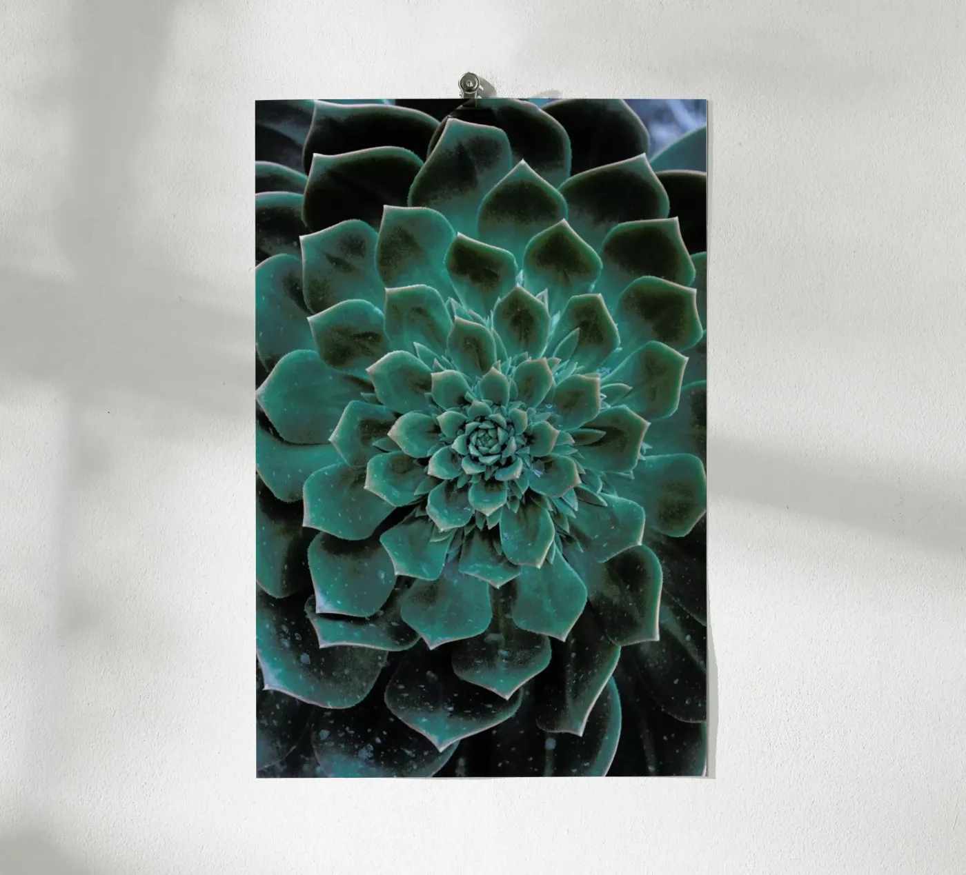 Succulent poster van Victoria Frost