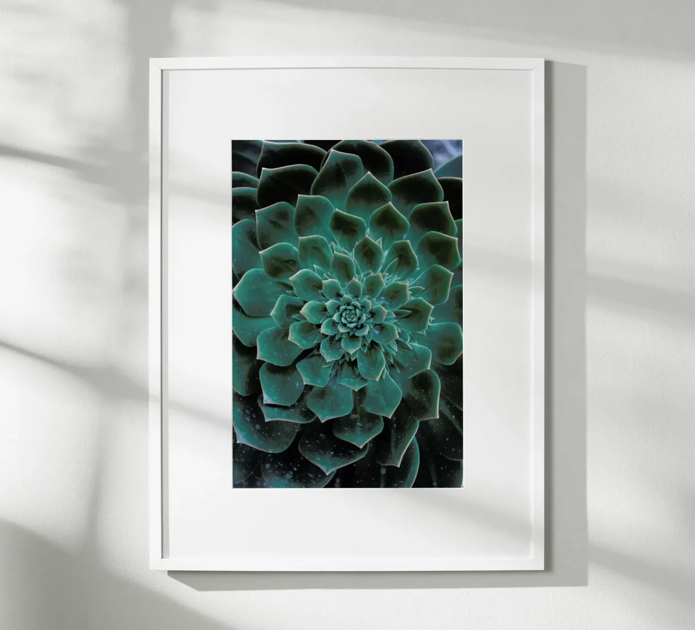 Succulent poster van Victoria Frost
