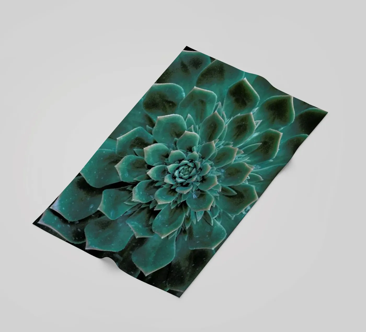 Succulent telo mare da Victoria Frost