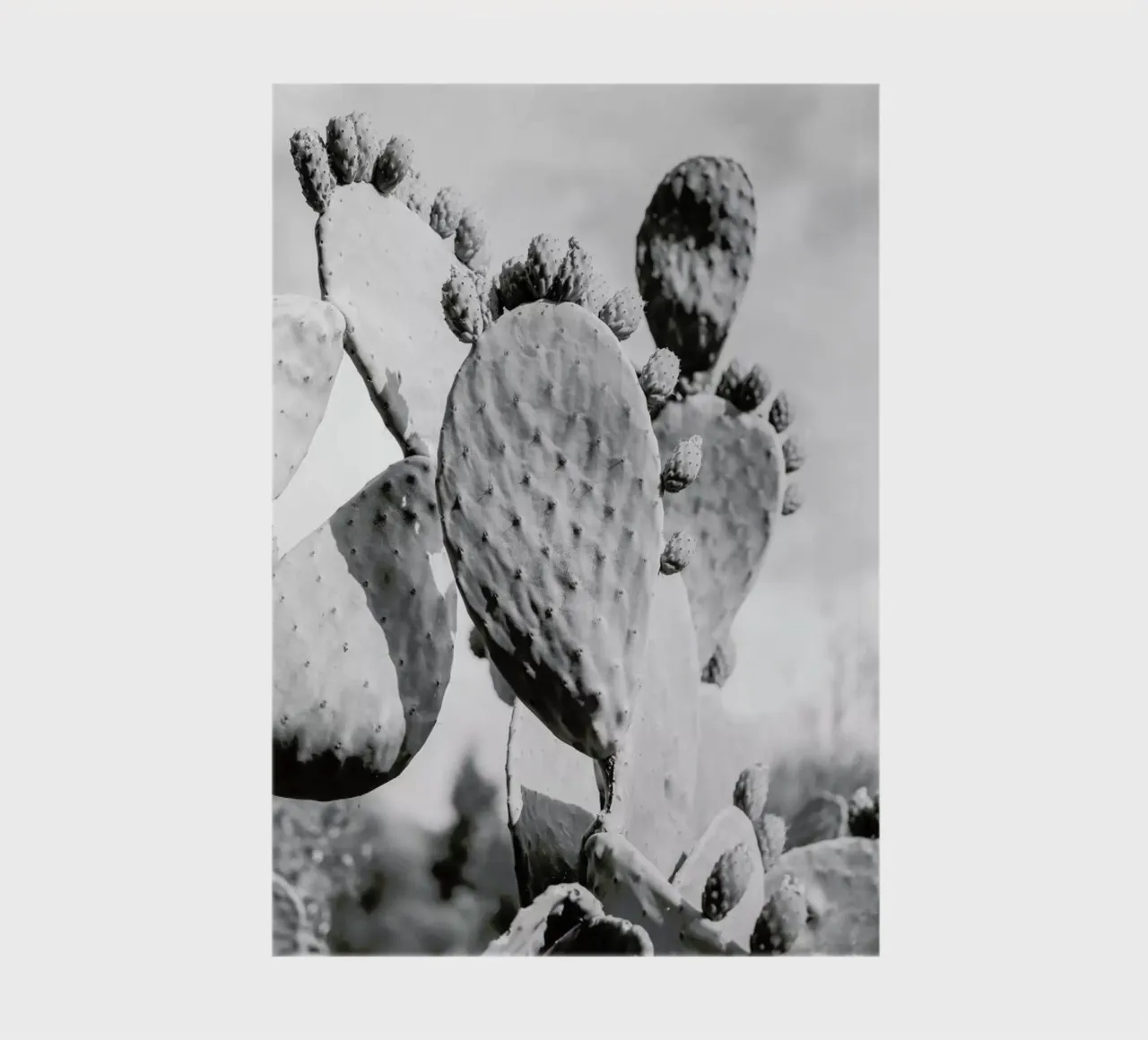 Cacti Cowboy 1 notebook by Shot By Clint