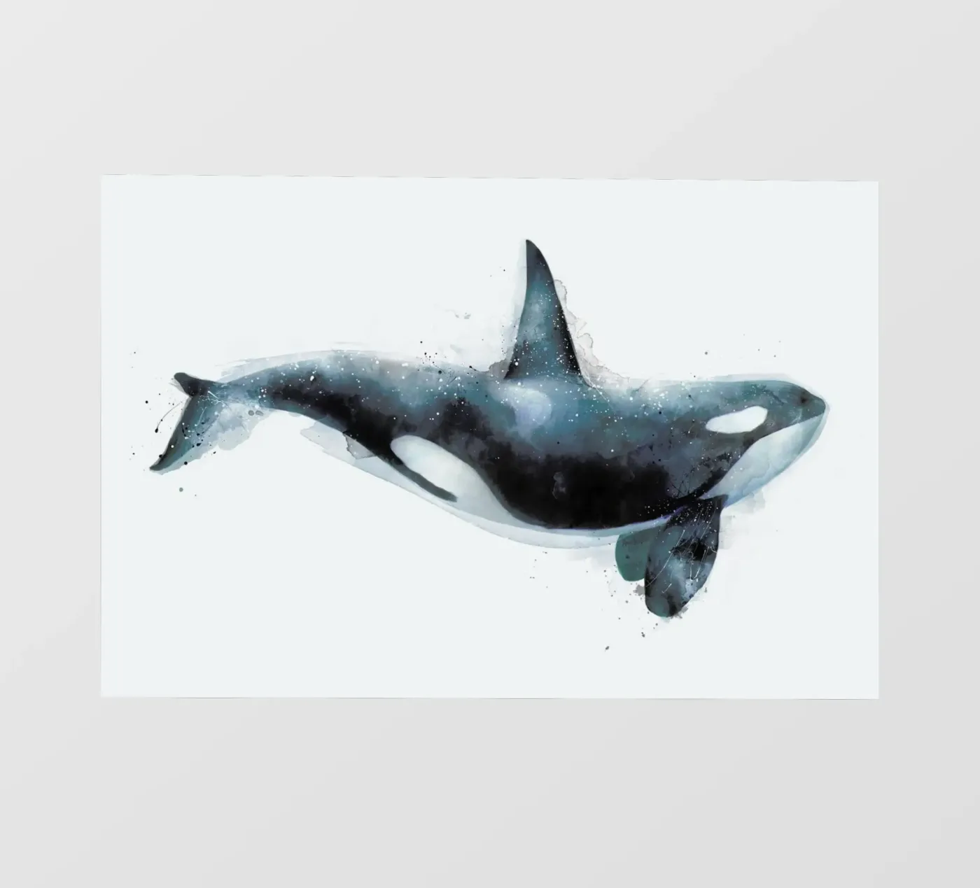 Orca pellicola backlit da Amy Hamilton