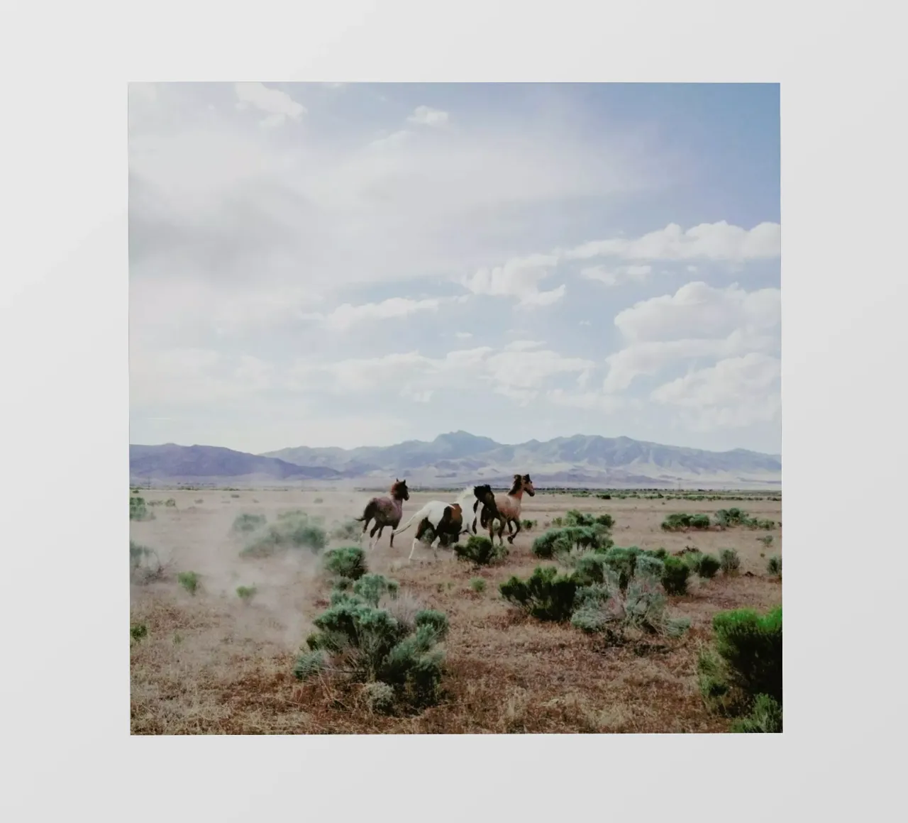 Running Horses telo in pvc da Kevin Russ