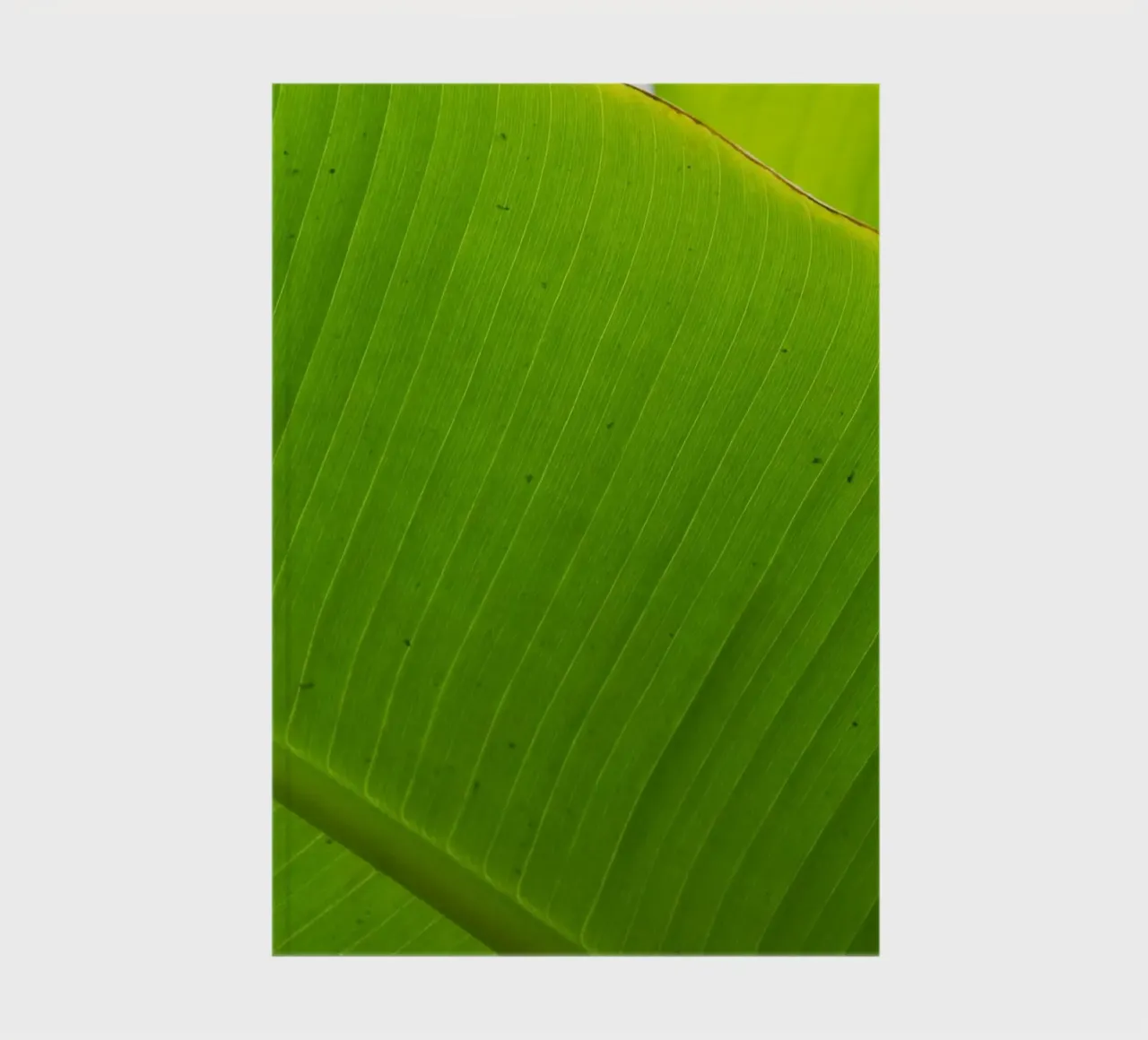 Leaf banana notebook by Teresa André
