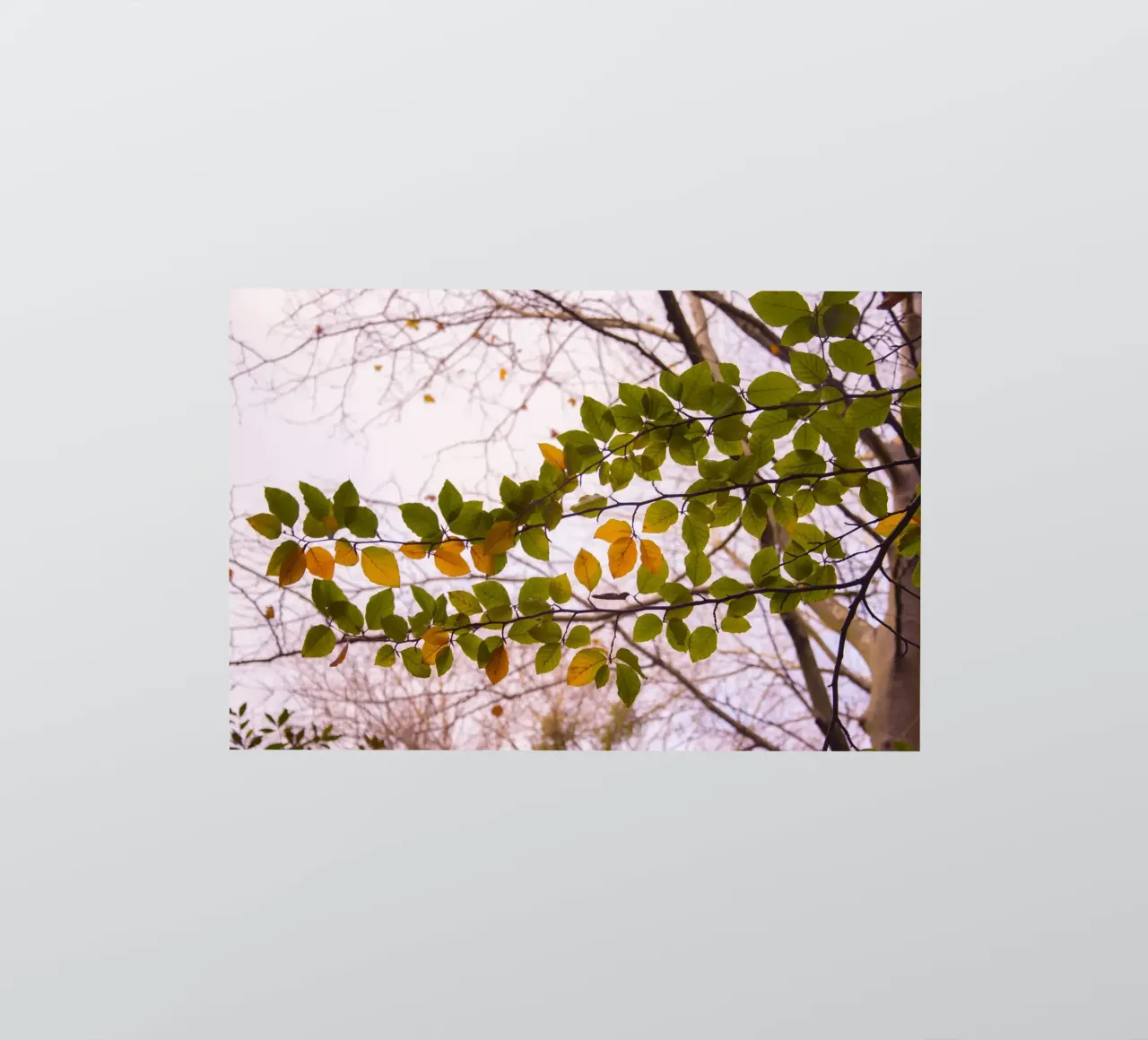 Tree branch sticker by Teresa André