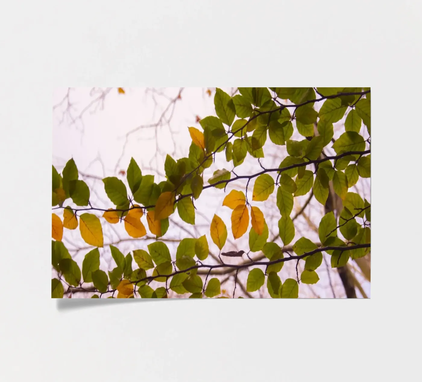 Tree branch sticker sheet by Teresa André
