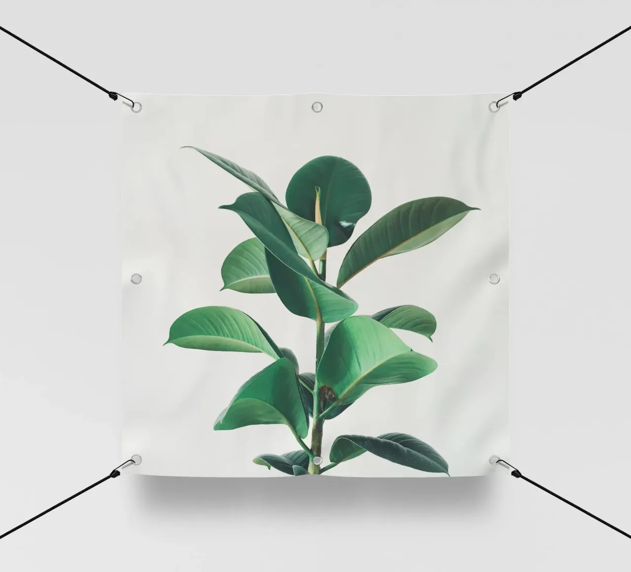Fico di gomma telo in pvc da Cassia Beck Photography