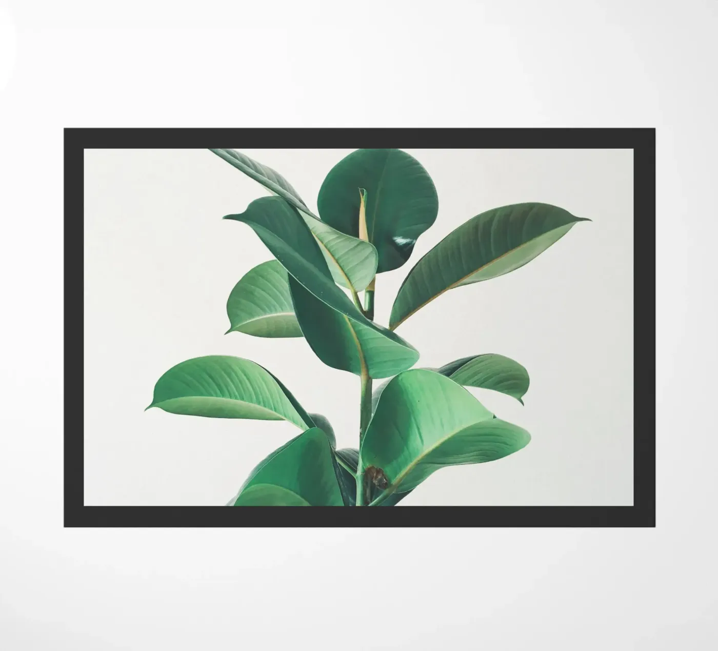 Rubber Fig doormat by Cassia Beck Photography