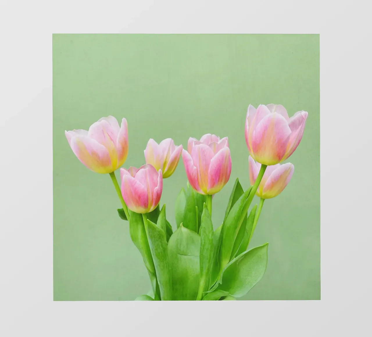 Tulipani rosa telo in pvc da Cassia Beck Photography