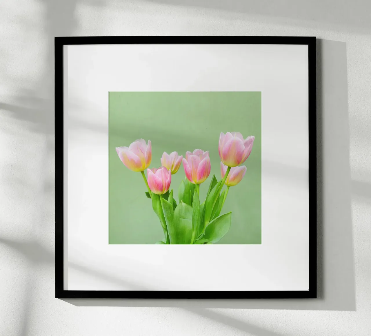 Pink Tulips hahnemühle by Cassia Beck Photography