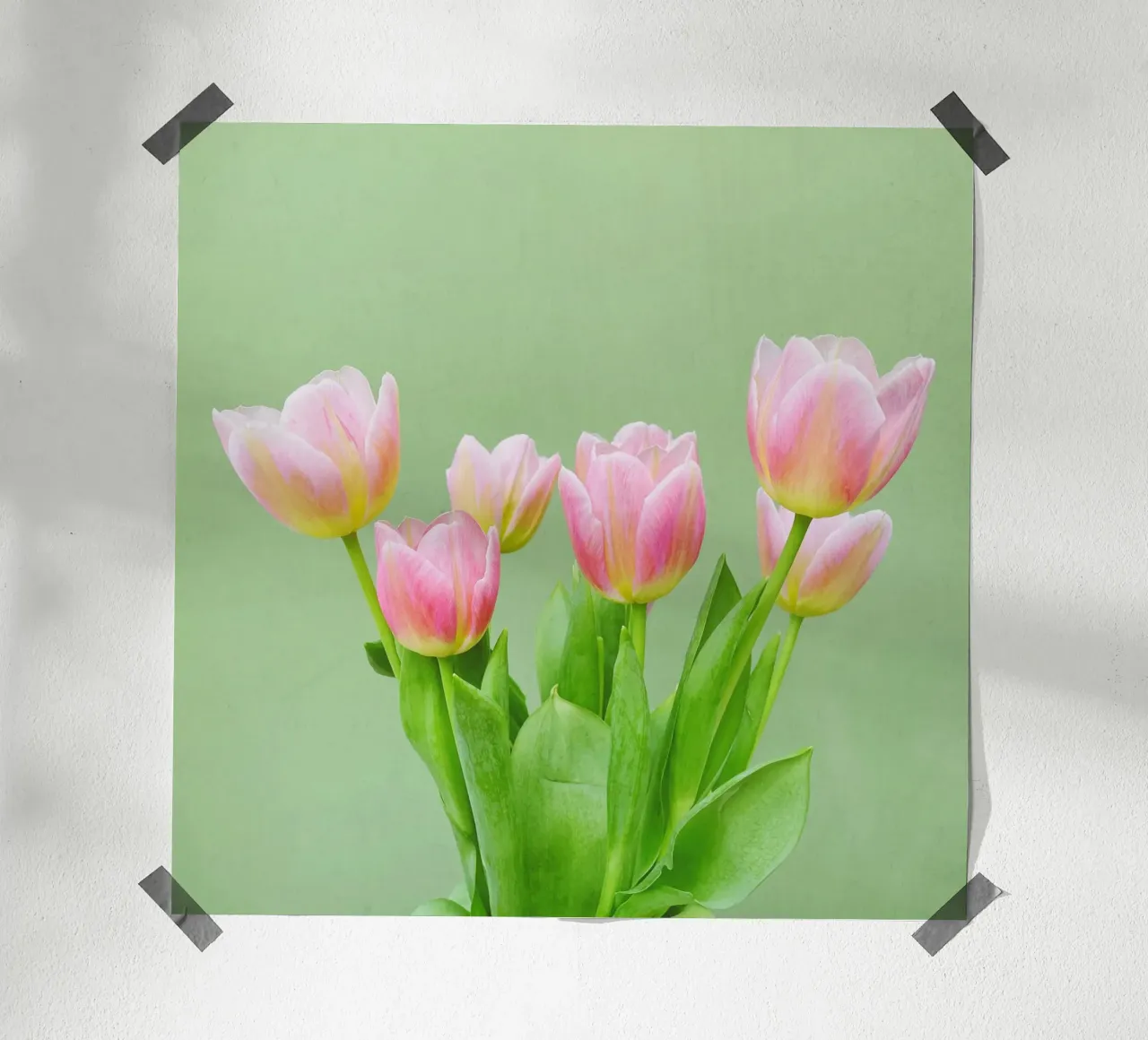 Pink Tulips hahnemühle by Cassia Beck Photography