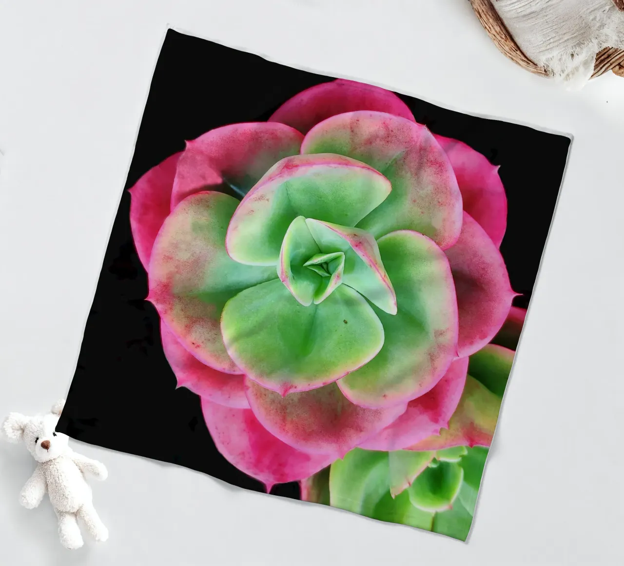 Succulenta rosa e verde coperta in pile da Teresa André