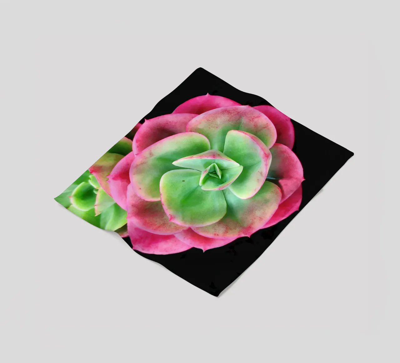 Succulenta rosa e verde coperta in pile da Teresa André