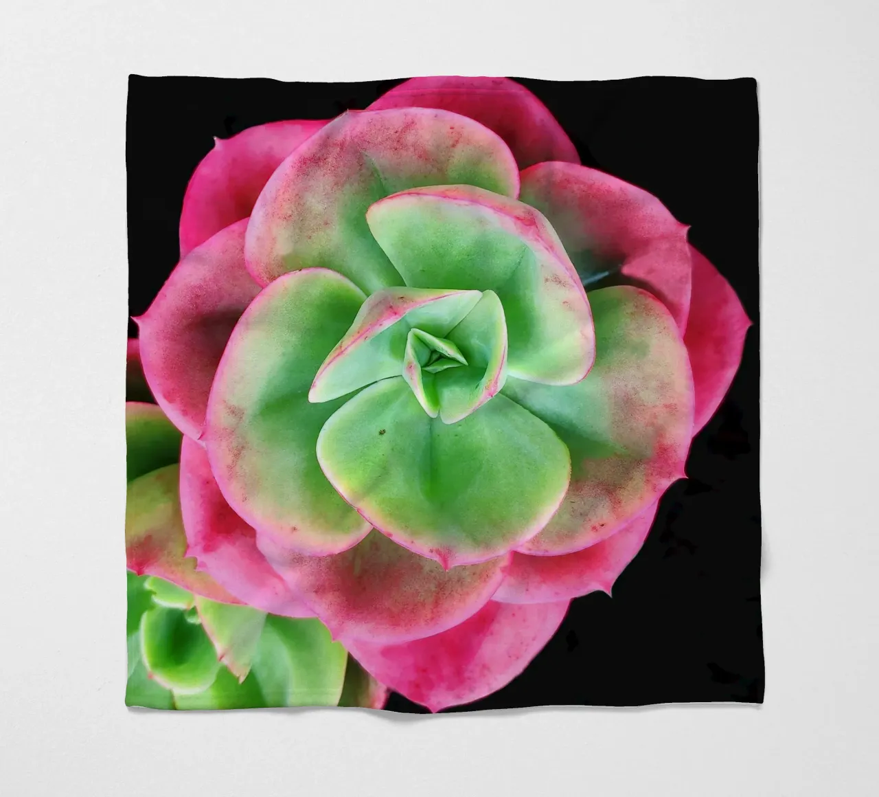 Succulenta rosa e verde coperta in pile da Teresa André