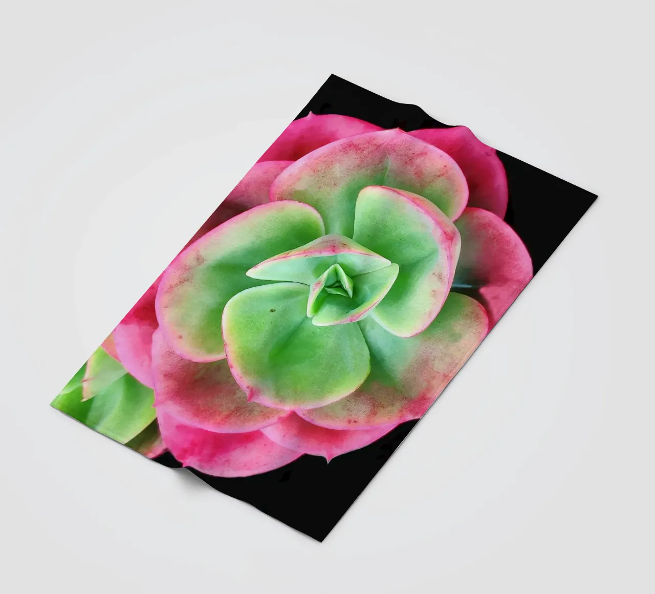 Succulenta rosa e verde coperta in pile da Teresa André