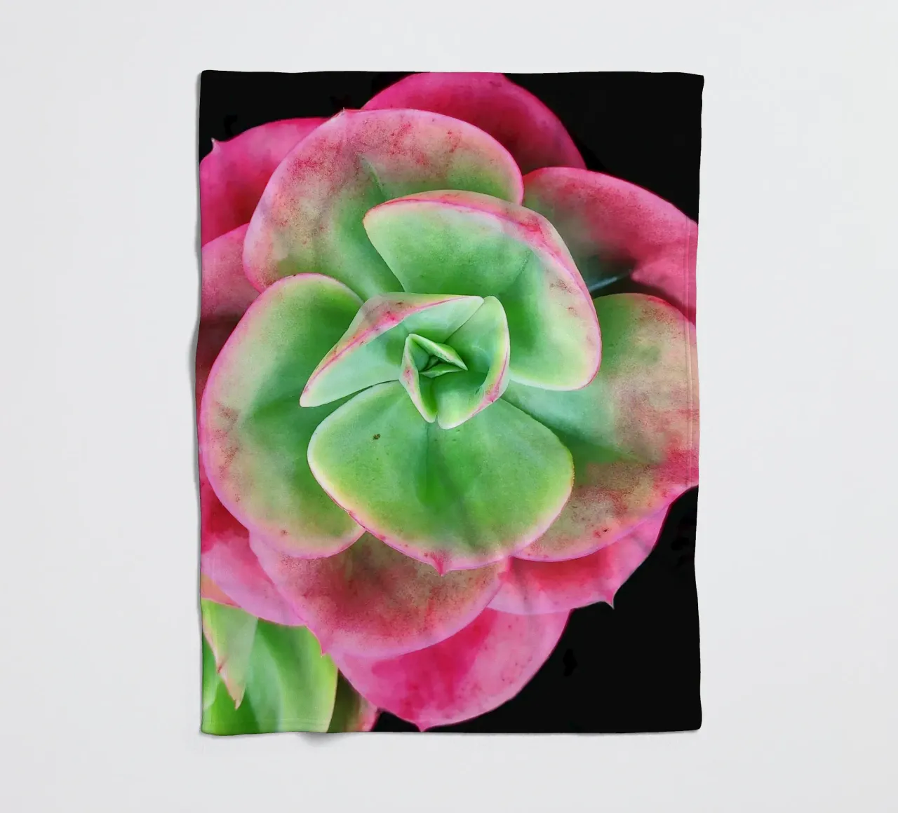 Succulenta rosa e verde coperta in pile da Teresa André