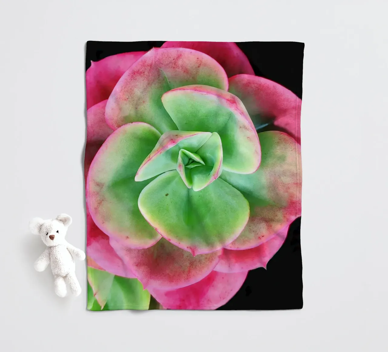 Succulenta rosa e verde coperta in pile da Teresa André
