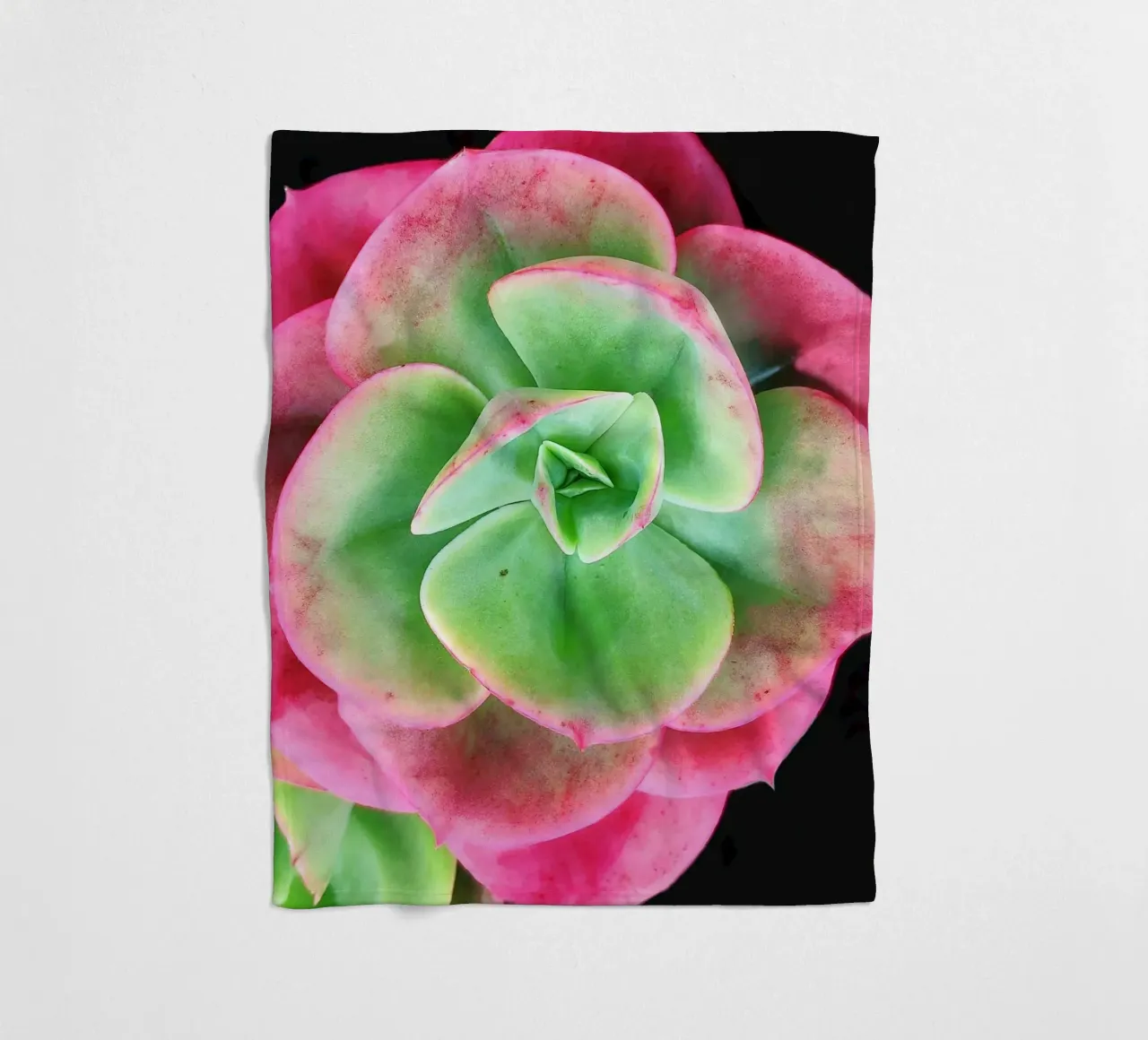 Succulenta rosa e verde coperta in pile da Teresa André
