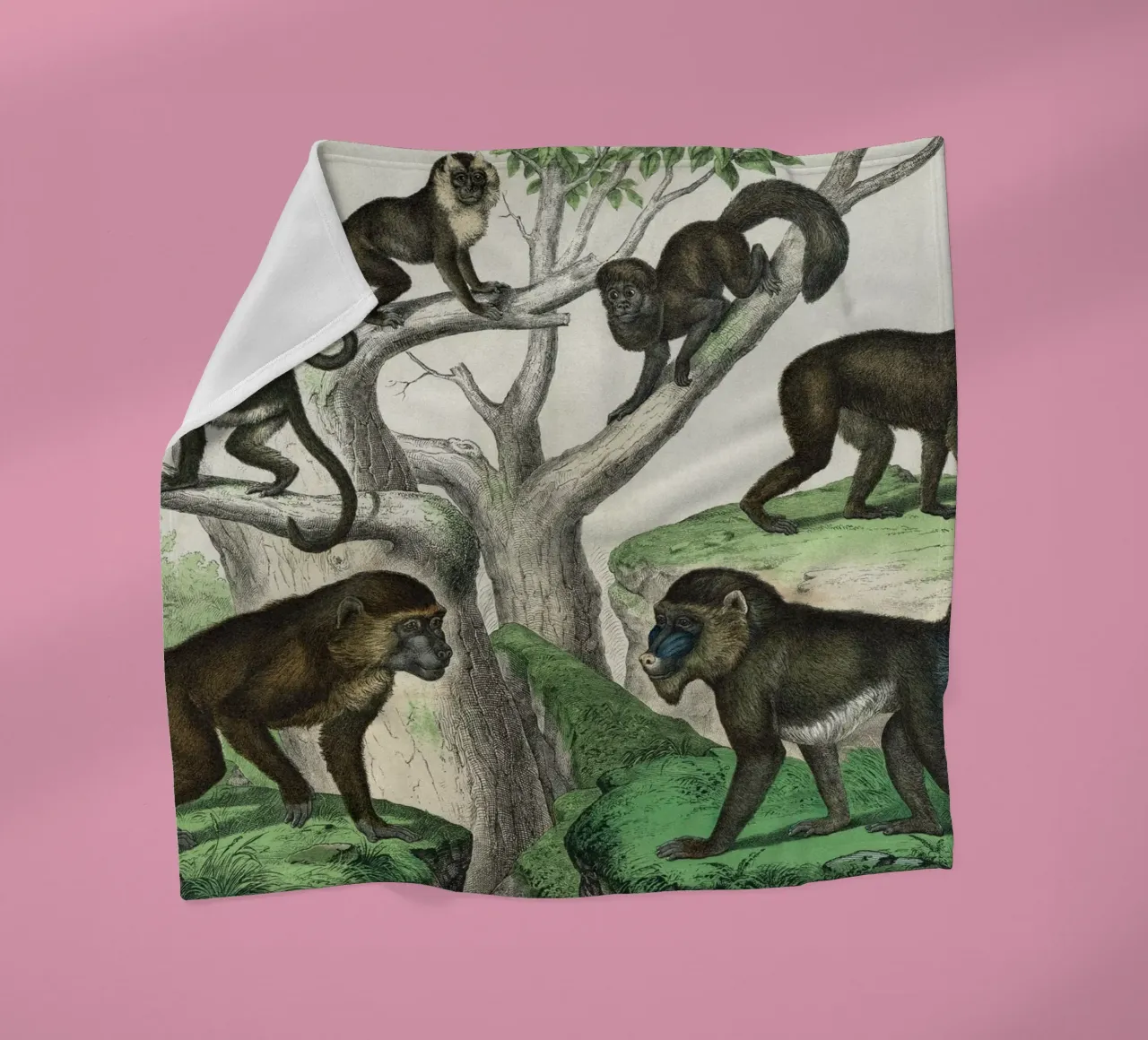 Vintage Schubert 1 Affen 2 coperta in pile da Vintage Print Collection