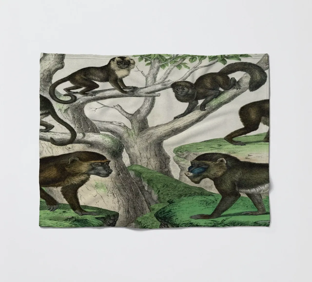 Vintage Schubert 1 Affen 2 coperta in pile da Vintage Print Collection
