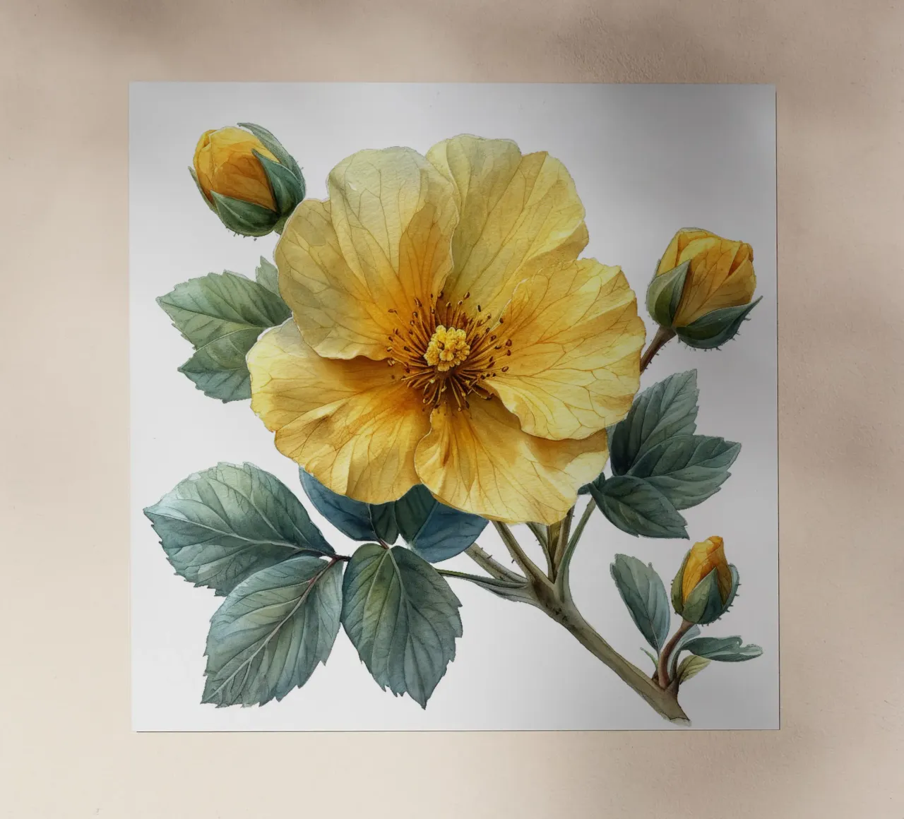 Fiore di Rockrose pellicola backlit da Bold Blooms