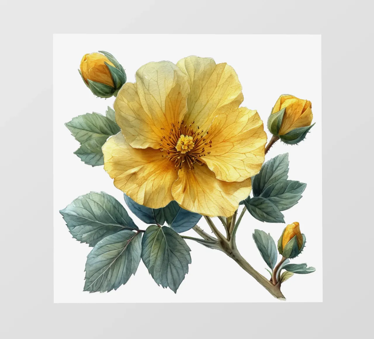 Fiore di Rockrose pellicola backlit da Bold Blooms