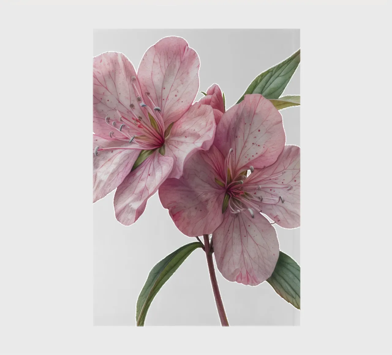 Soapwort Flower notebook by Bold Blooms