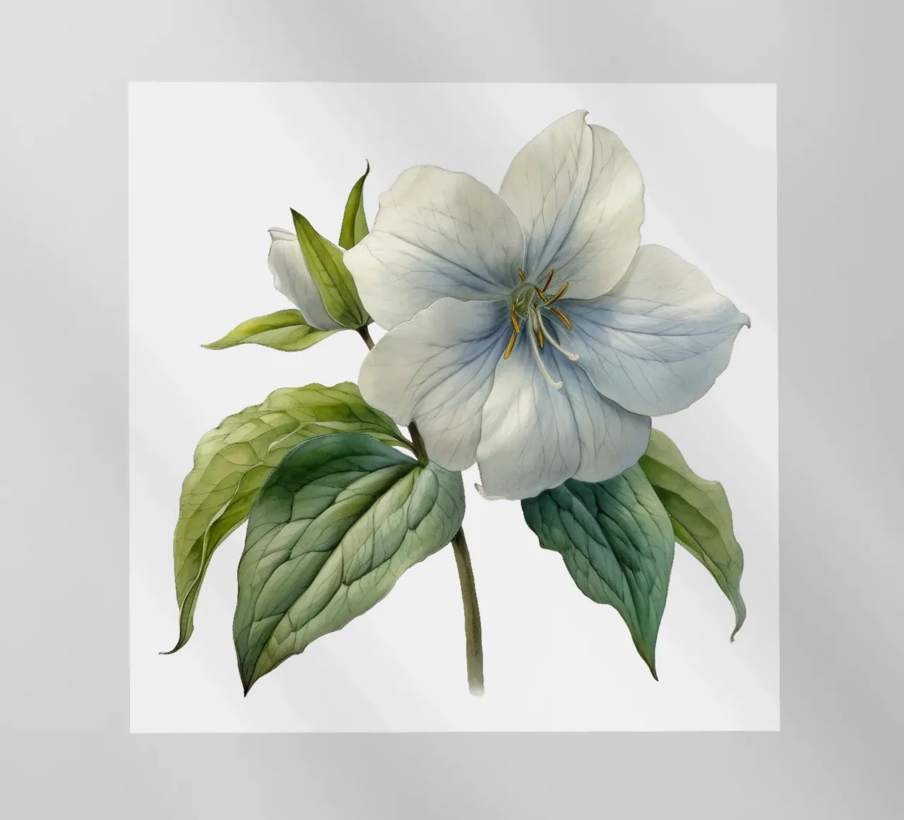 Fiore di trillium pellicola backlit da Bold Blooms