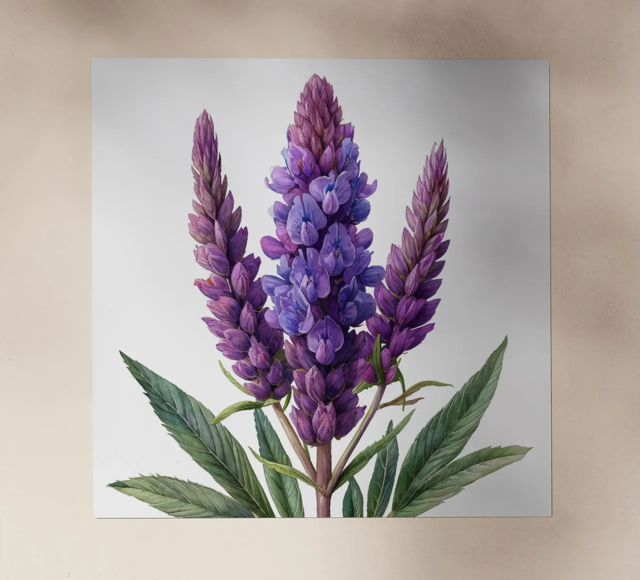 Fiore di Veronicastrum pellicola backlit da Bold Blooms
