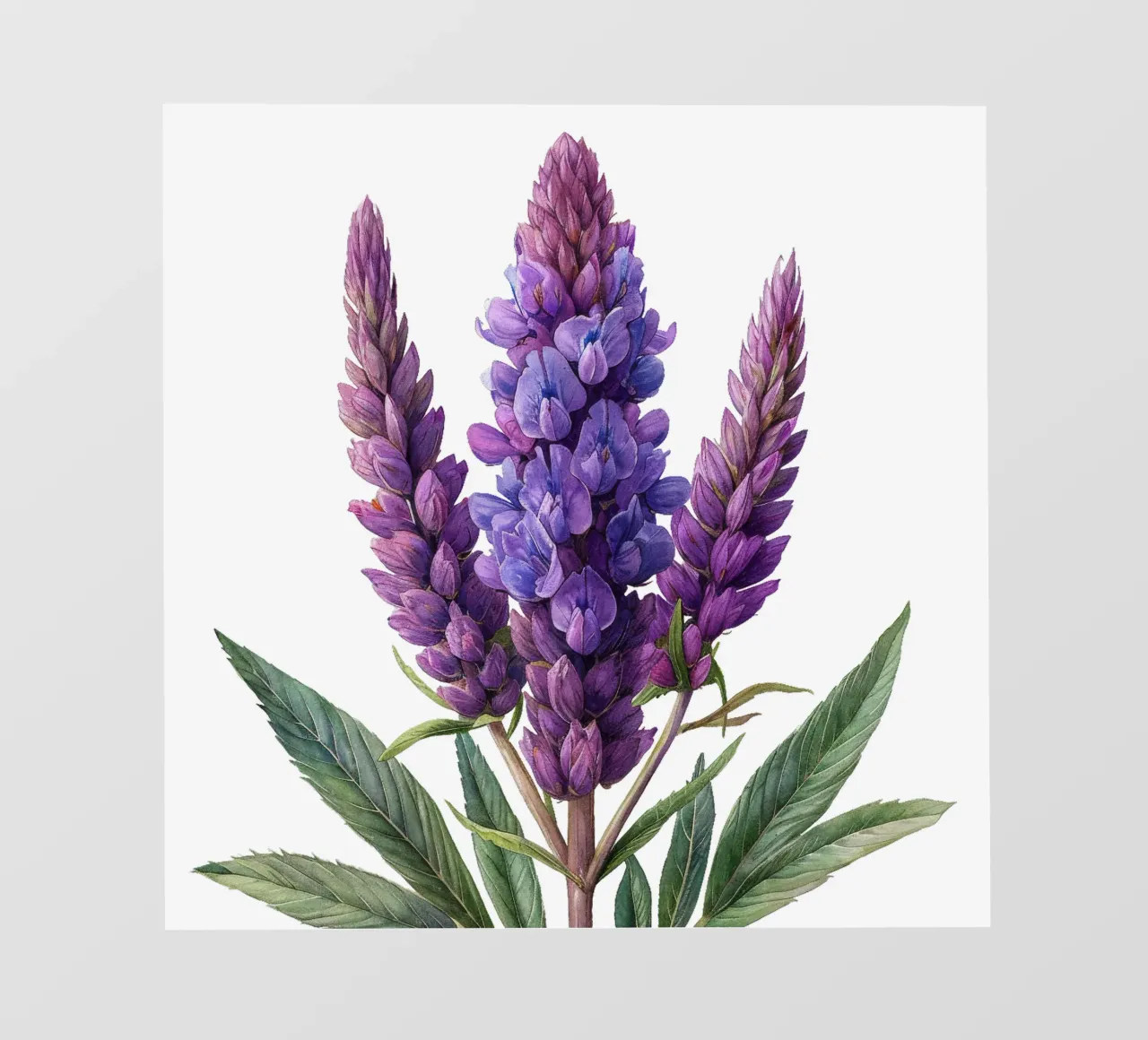 Fiore di Veronicastrum pellicola backlit da Bold Blooms