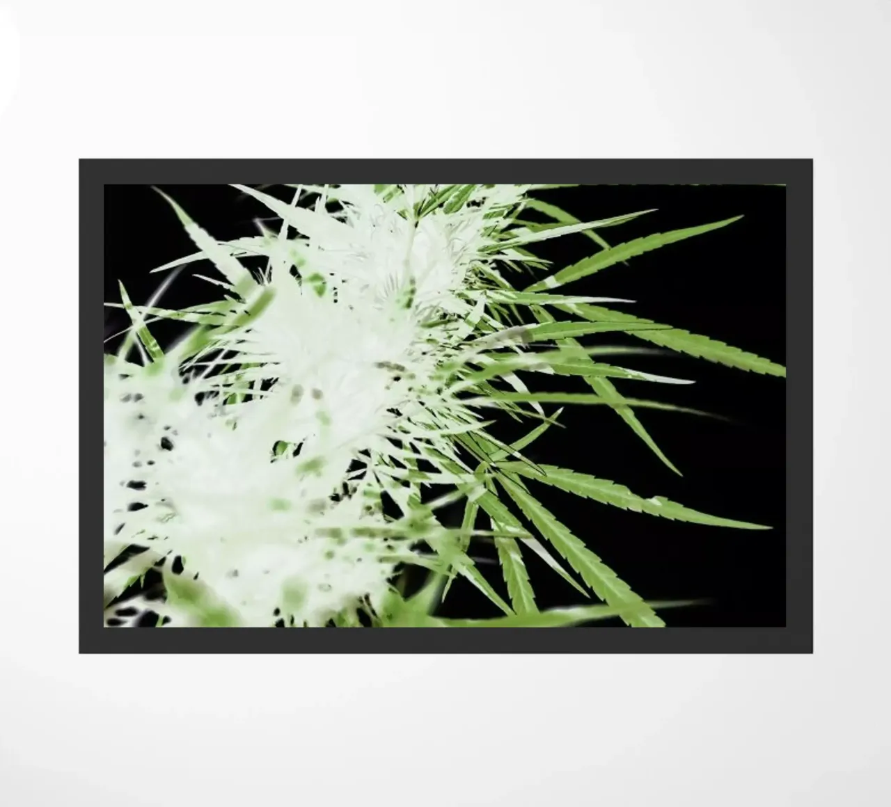 Doob zerbino da Shot By Clint