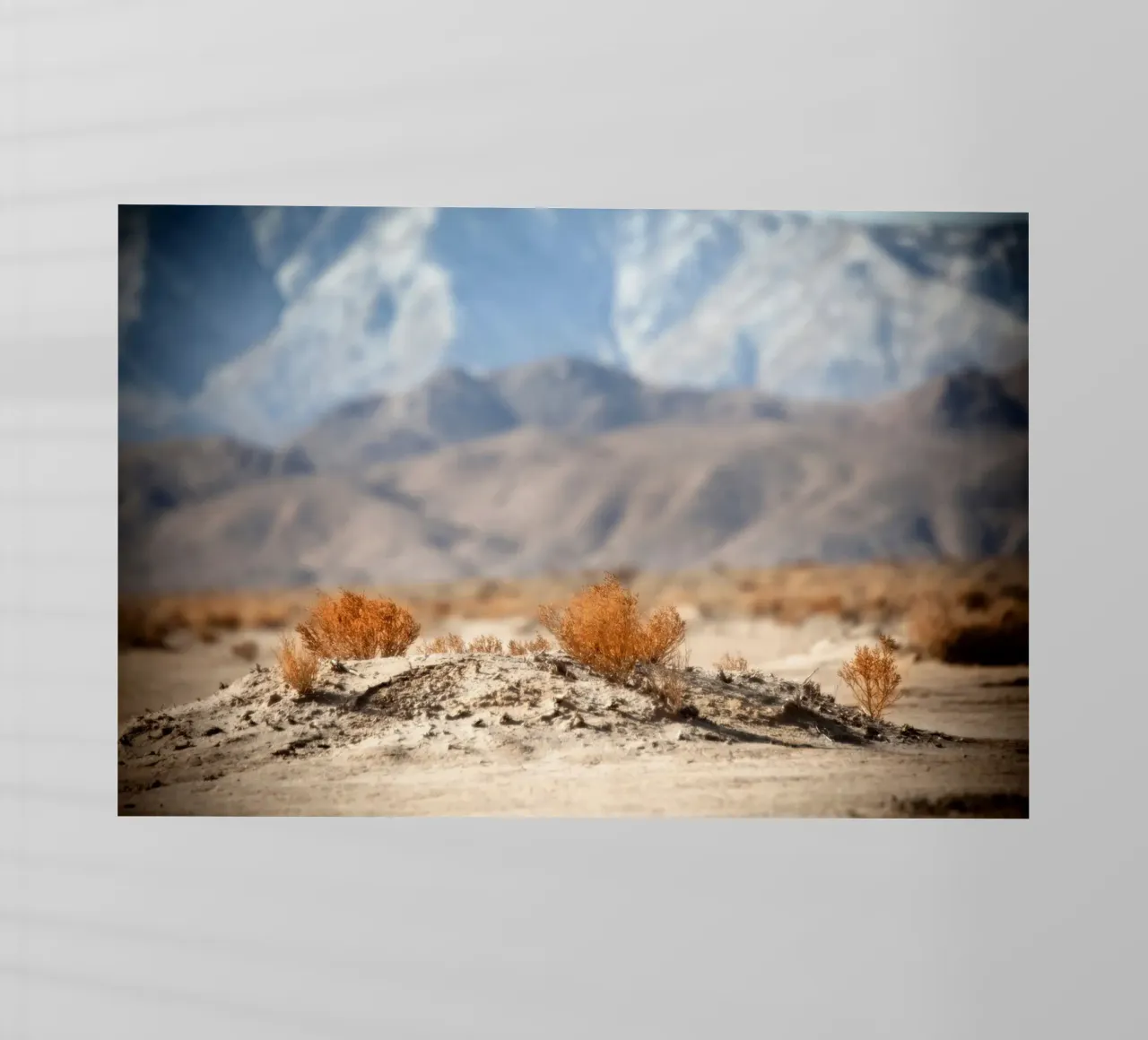 Apple Valley Desert pellicola backlit da Dave Hare Photography