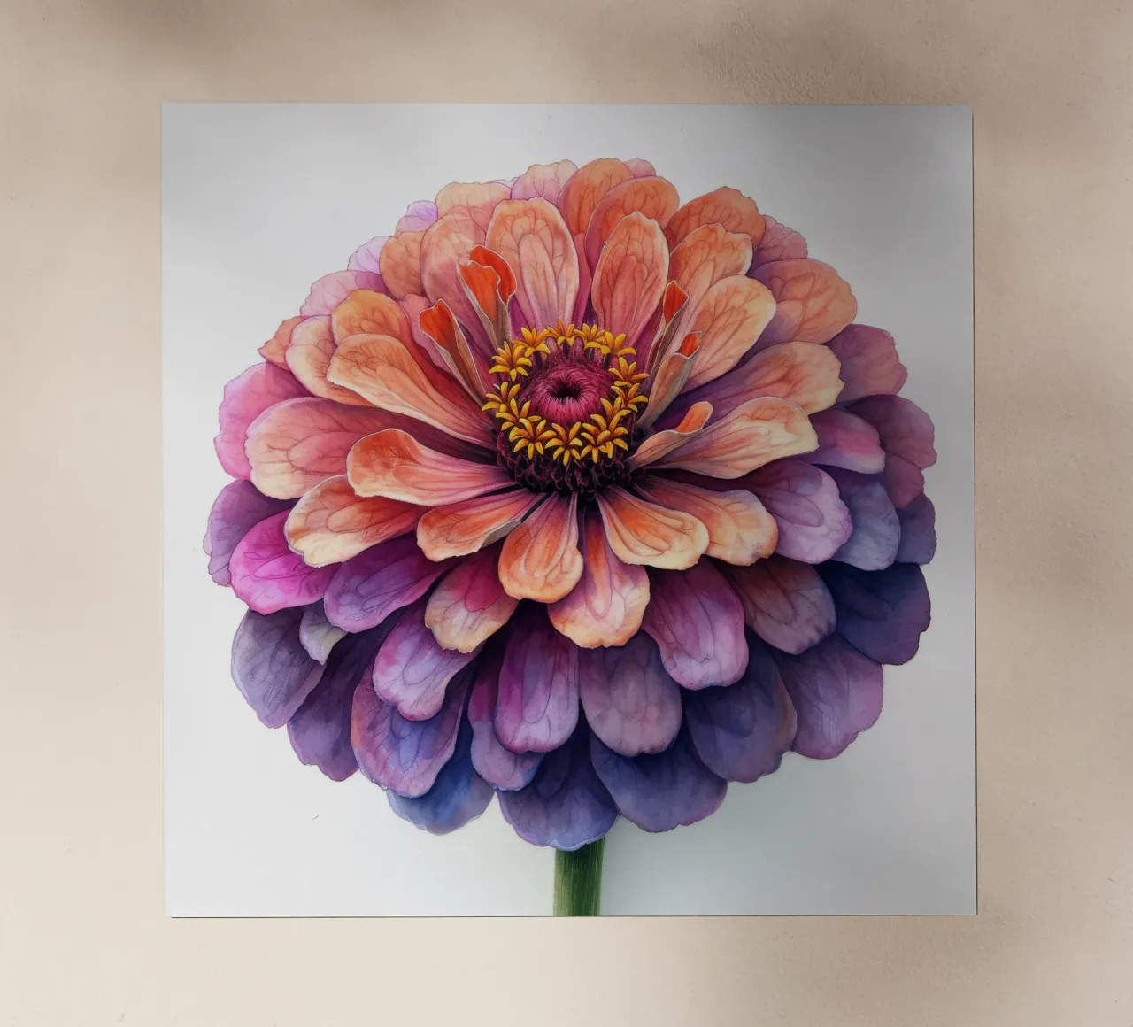 Zinnia Elegans Fiore pellicola backlit da Bold Blooms