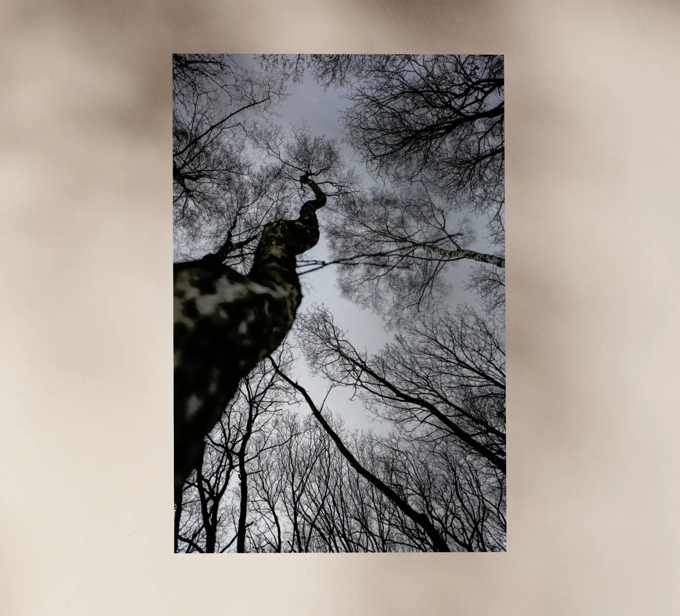 Forest 2 pellicola backlit da Shot By Clint