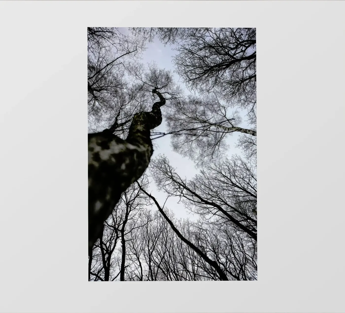 Forest 2 pellicola backlit da Shot By Clint