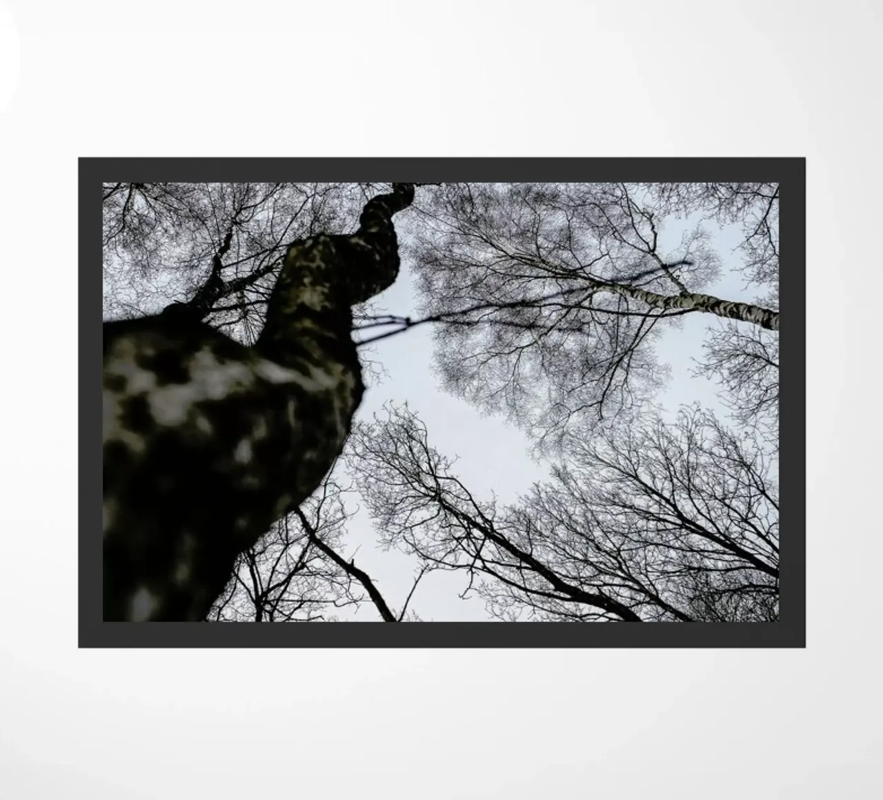 Forest 2 zerbino da Shot By Clint