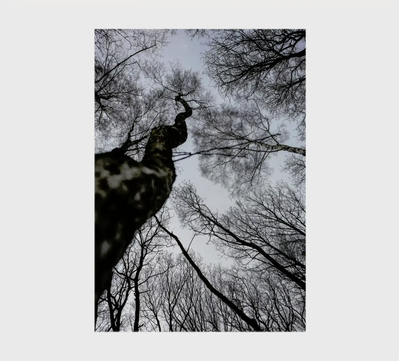 Forest 2 notebook by Shot By Clint