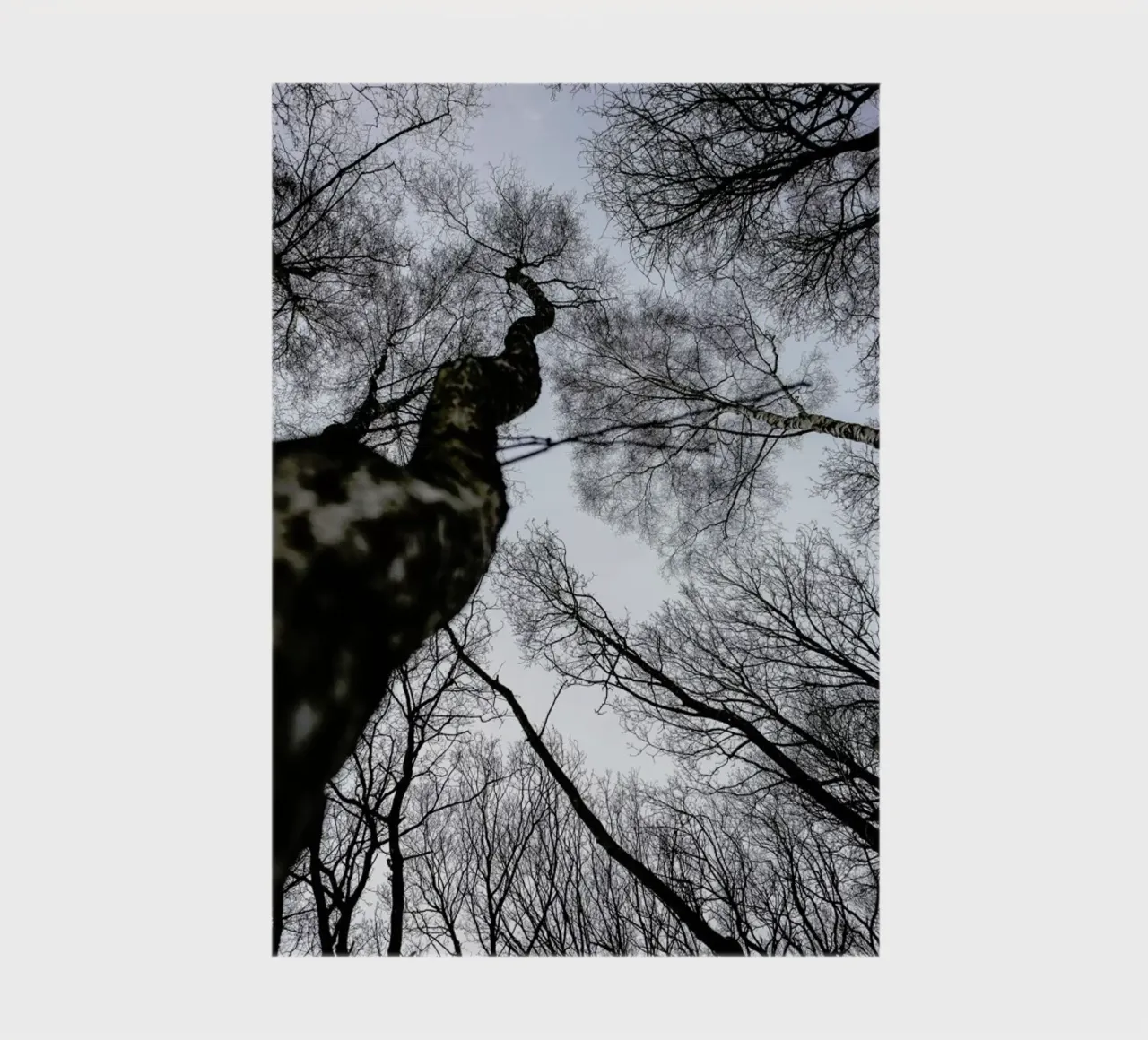 Forest 2 notebook by Shot By Clint