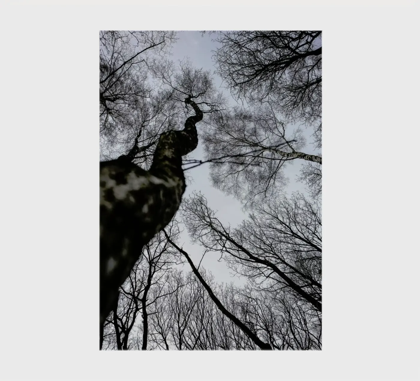 Forest 2 notebook by Shot By Clint