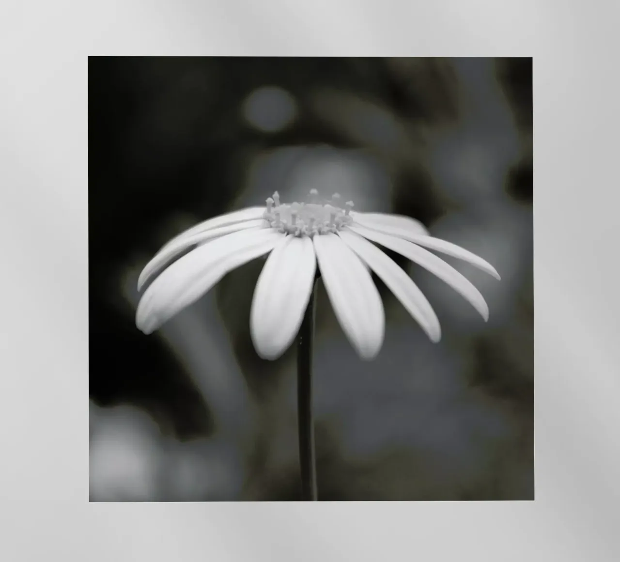 Daisy pellicola backlit da Victoria Frost