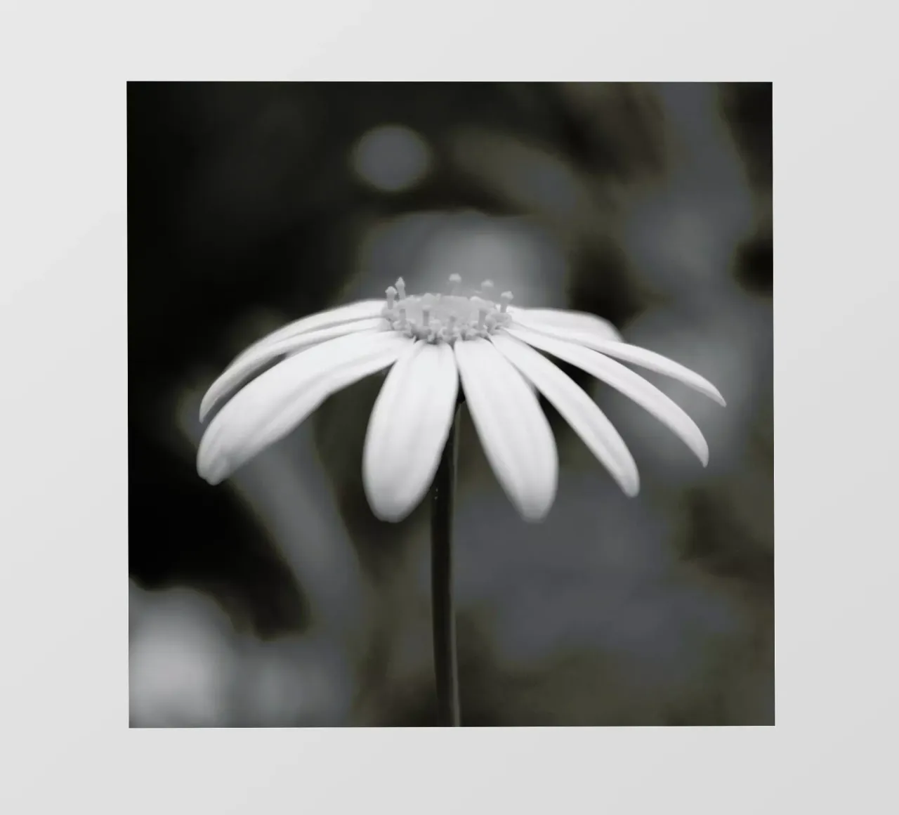 Daisy pellicola backlit da Victoria Frost