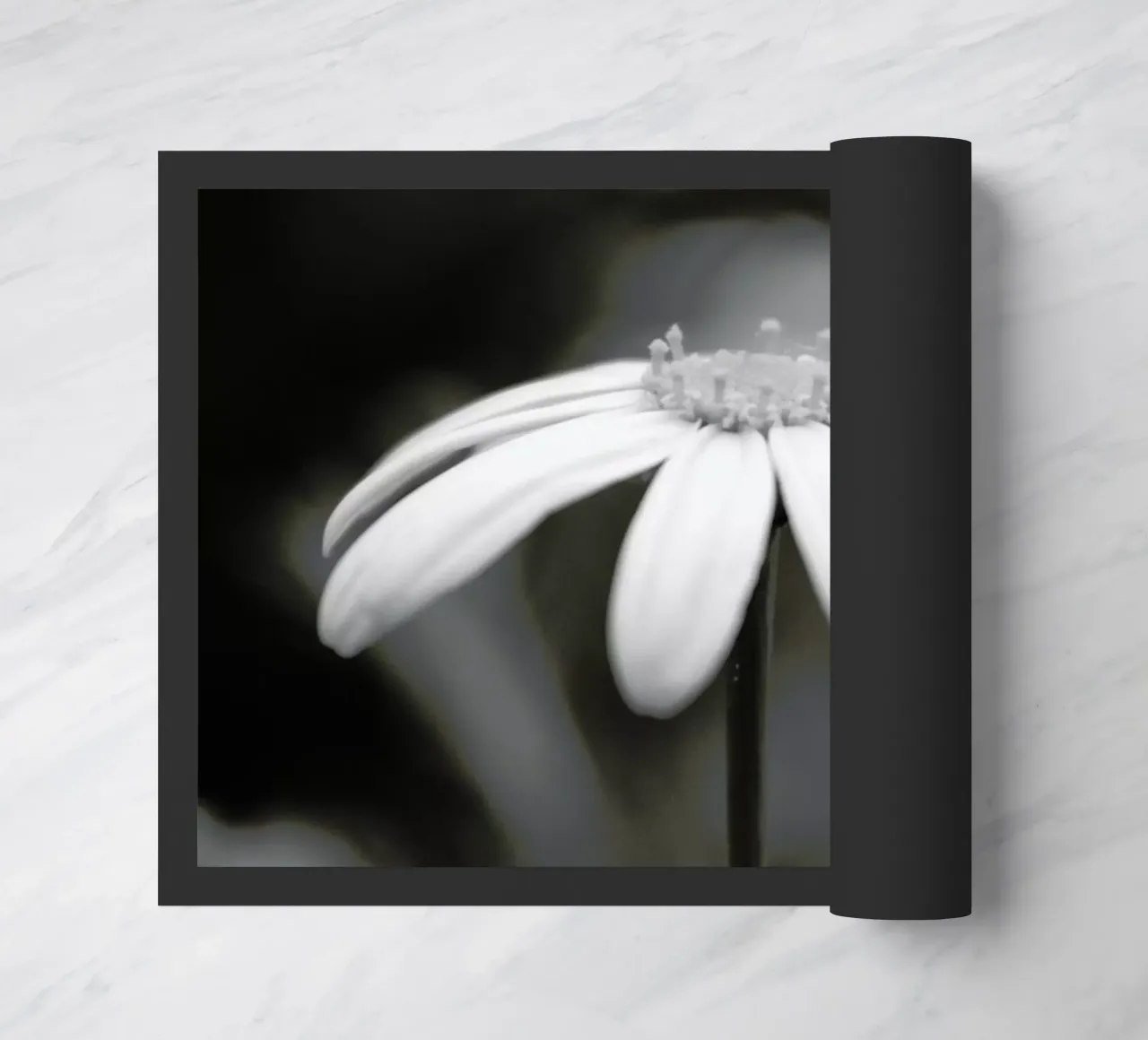 Daisy zerbino da Victoria Frost