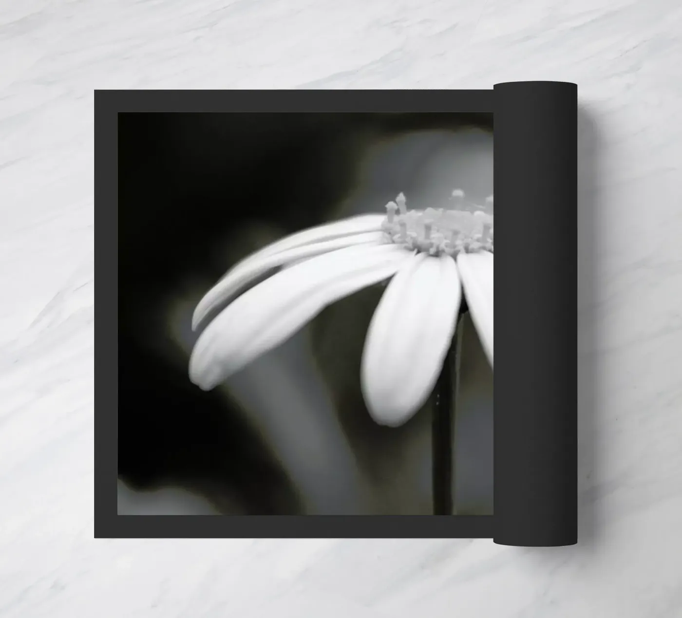 Daisy zerbino da Victoria Frost